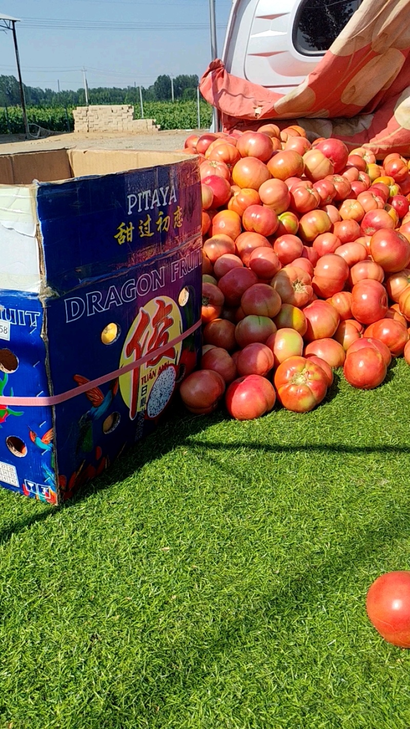 硬粉西红柿货好，量大，货源充足，全天供应！欢迎采购！