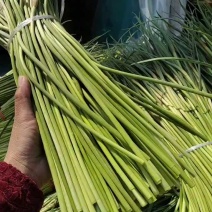山东红帽蒜苔产地现货速发长度40公分以上，可代发货全国各