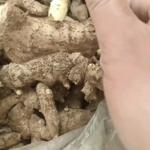 精品高产姜种大量供应，包产量，包回收上门指导种植技术！