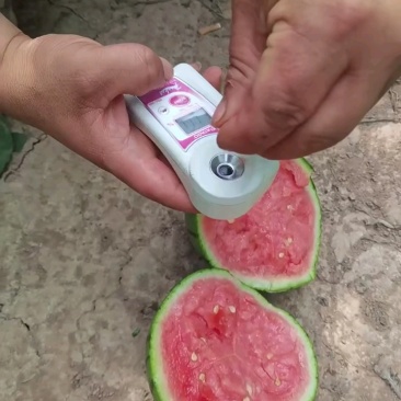 精品吊瓜西瓜，大量上市，对接商超各大市场
