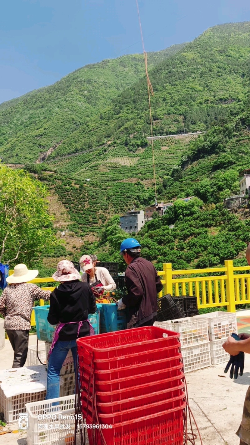 秭归伦晚湖北宜昌清甜爆汁