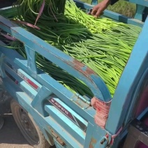 本地蒜苔大量有货一手货源加工打包出库一条龙服务