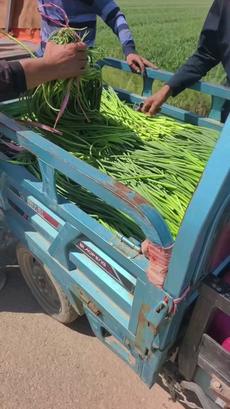 本地蒜苔大量有货一手货源加工打包出库一条龙服务