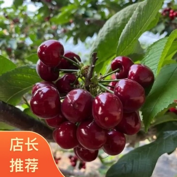 陕西渭南大荔县大棚美早樱桃成熟上市欢迎新老客户预定