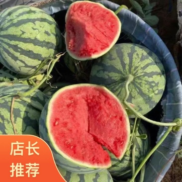 河南商丘夏邑县三河美都麒麟西瓜新鲜上市大量走货可代发