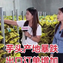毛芋头8520/豆包/牛奶芋头【供市场/电商】常年供应