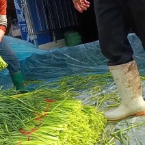 山东红帽蒜苔（薹）产地现摘质量保证可代发货长度30左右