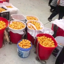 批把