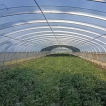 西瓜红薯苗河南精品红薯苗基地质量保证长年供应