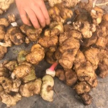 野生黄精，一手货源，品质保证，可视频看货，诚信经营