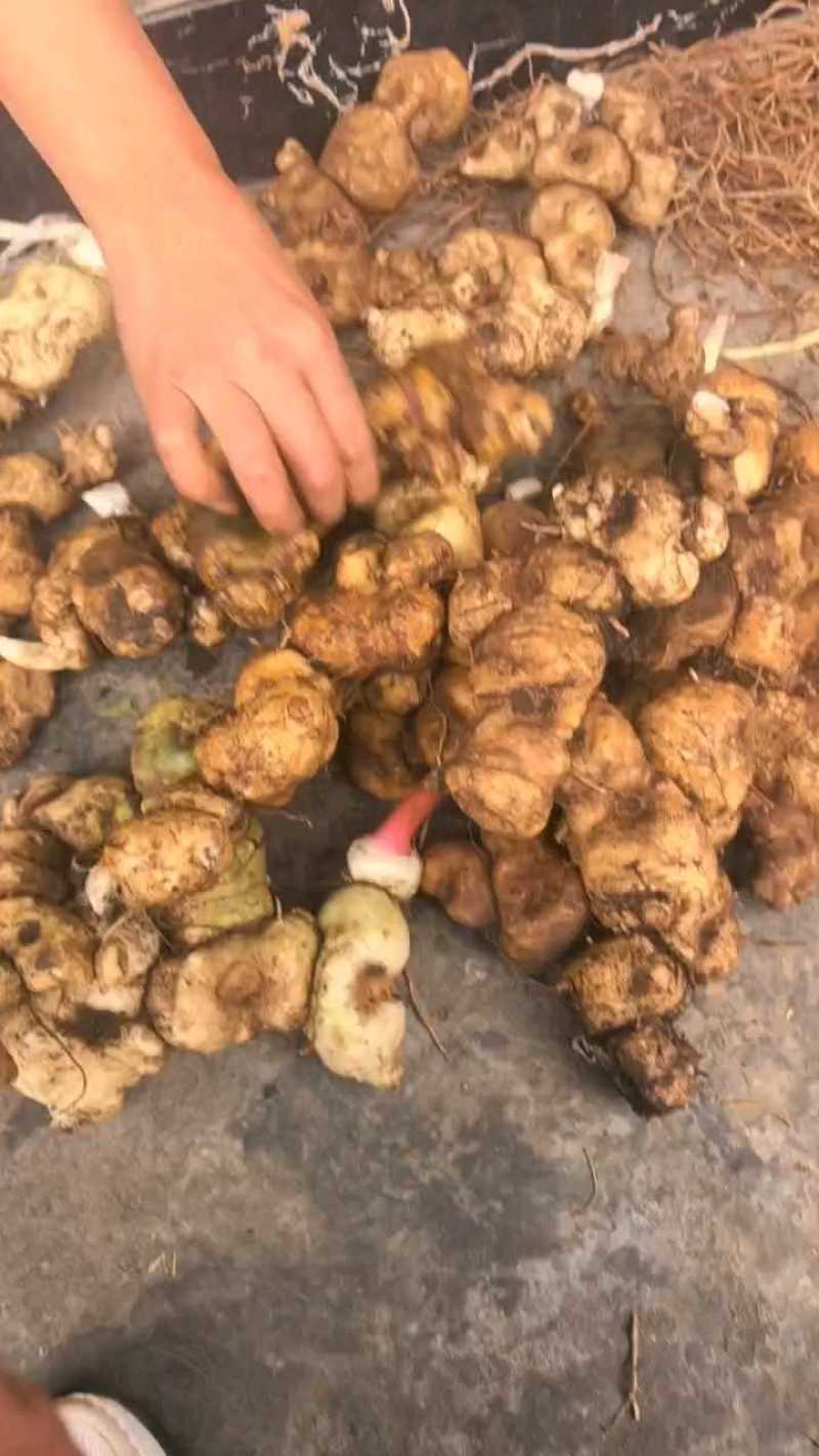 野生黄精，一手货源，品质保证，可视频看货，诚信经营