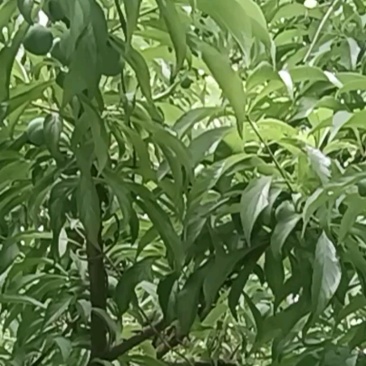 贵州蜂糖李长势好，提前订购！