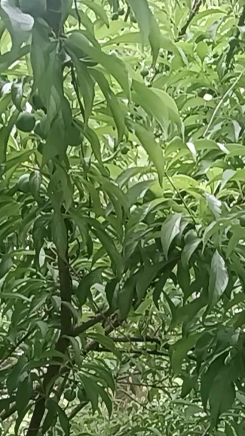 贵州蜂糖李长势好，提前订购！