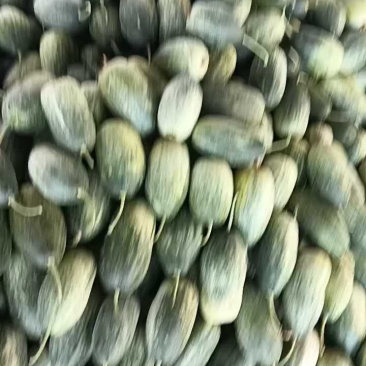 金冠甜瓜，新鲜现货速发，保质保量欢迎选购