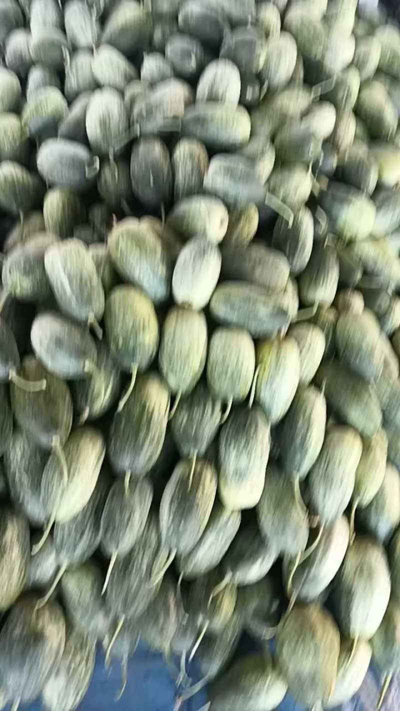 金冠甜瓜，新鲜现货速发，保质保量欢迎选购