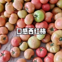 山东莘县硬粉西红柿上市中硬度高耐运输口感好