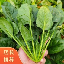 山东滨州惠民精品菠菜基地泡沫箱装保质保量大叶菠菜发全国