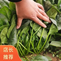 山东滨州惠民县菠菜基地专业泡沫箱大叶菠菜保质保量可批发