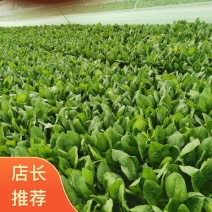 山东省滨州市菠菜基地大叶菠菜大量上市批发泡沫箱装全国发货