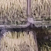 豌豆苗，水培芽苗菜豌豆苗