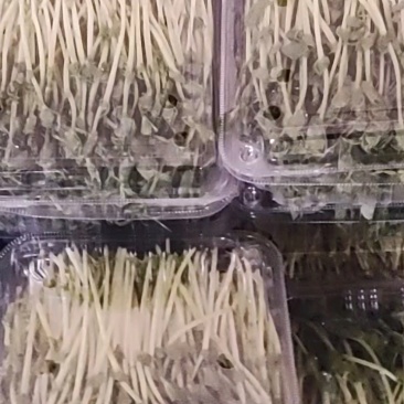 豌豆苗，水培芽苗菜豌豆苗