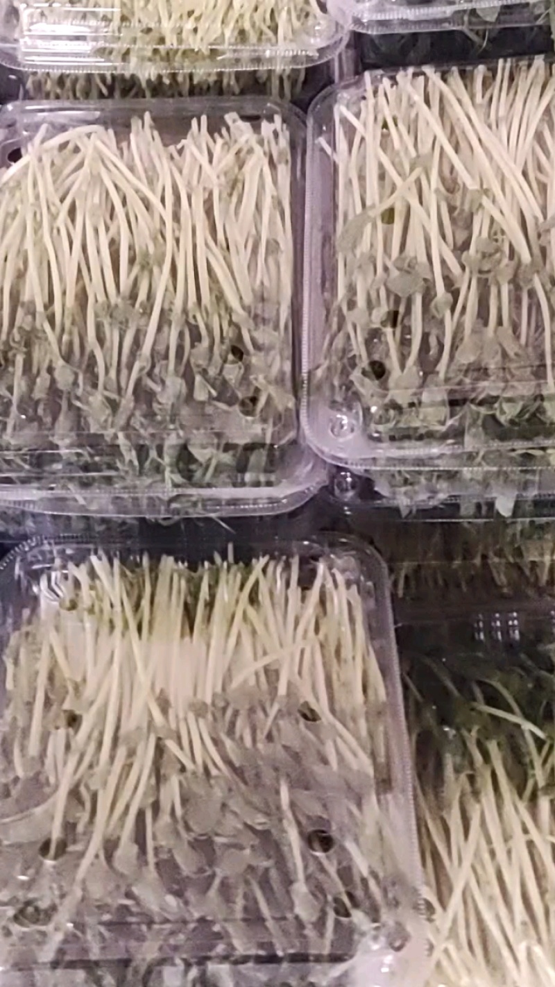 豌豆苗，水培芽苗菜豌豆苗