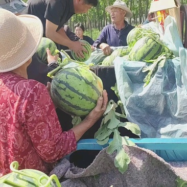 甜王西瓜，暖棚西瓜大量上市了，产地直销，大量批发，6