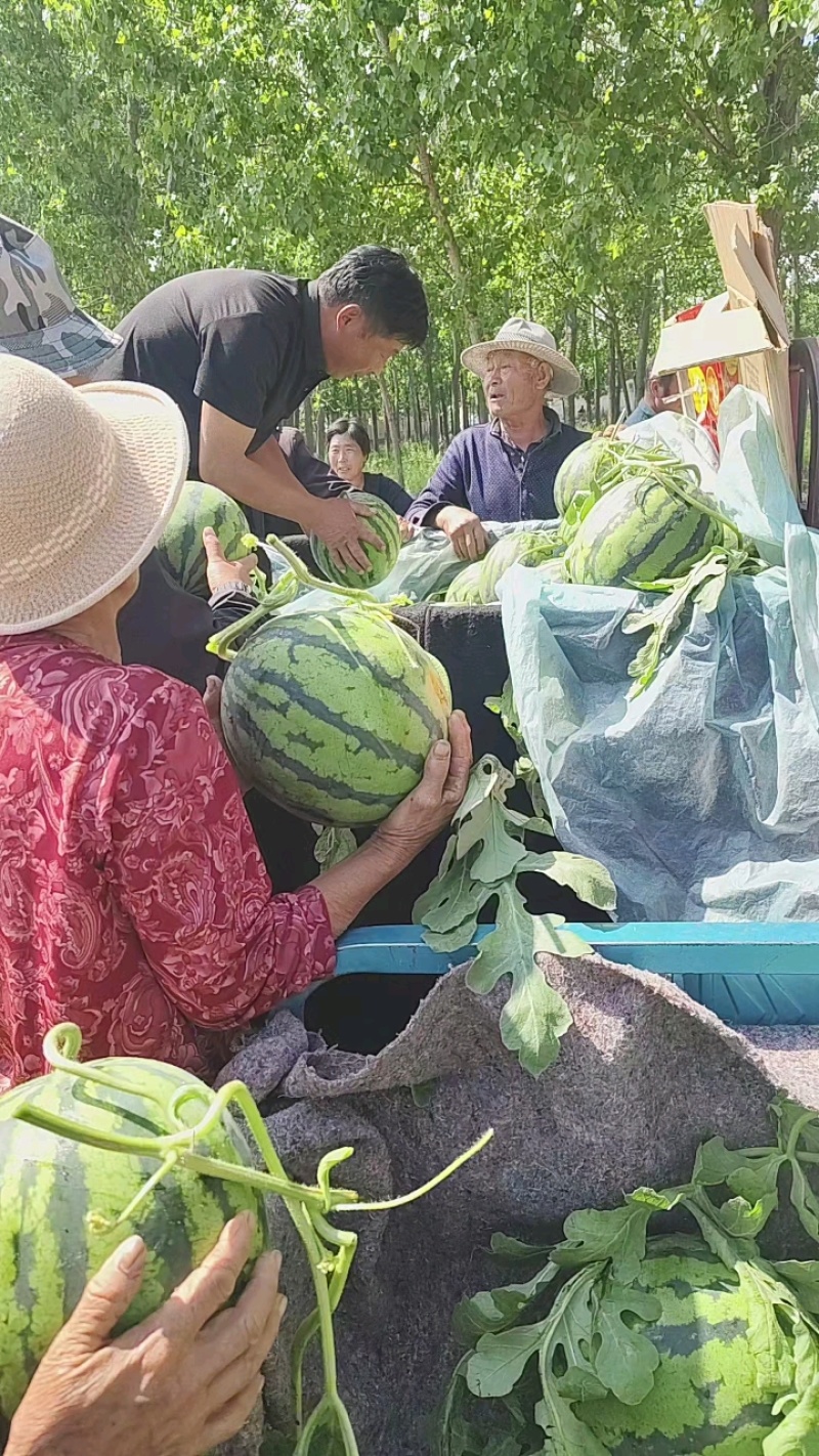 甜王西瓜，暖棚西瓜大量上市了，产地直销，大量批发，6