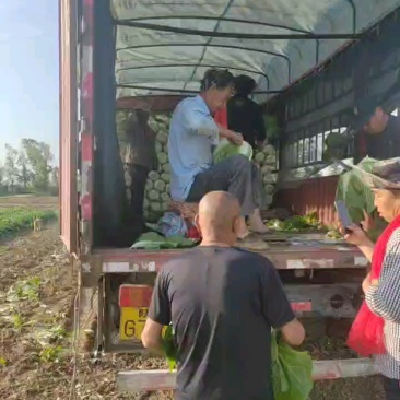 陕西天腾锦白菜不烧心烧边无黑点儿虫眼净菜毛菜都能装