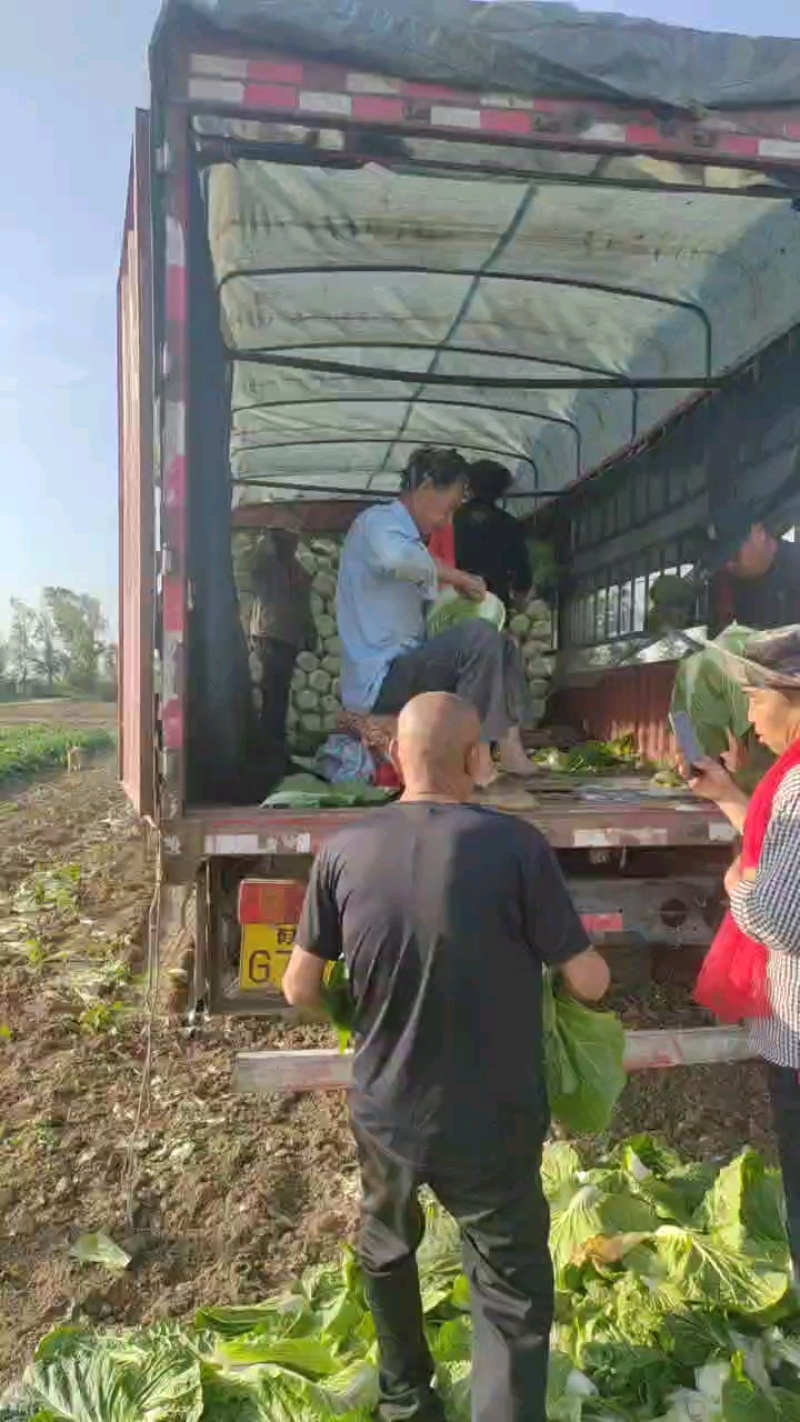陕西天腾锦白菜不烧心烧边无黑点儿虫眼净菜毛菜都能装