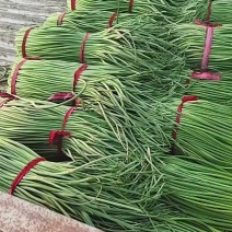 河南开封，精品蒜薹红帽蒜薹产地直达对接电商市场等