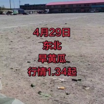 旱黄瓜，东北黄瓜全年供货，实力靠谱代办质量保证价格公道