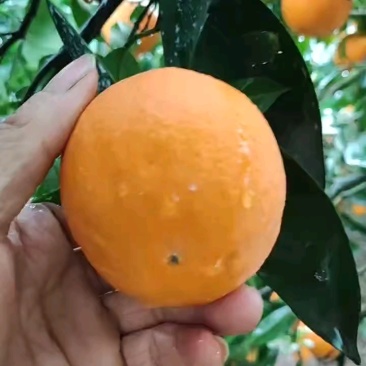 湖南江永夏橙大量上市中，皮薄肉甜，多汁，有需要的联系