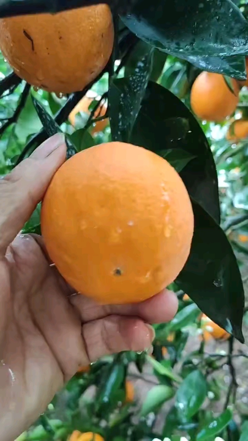 湖南江永夏橙大量上市中，皮薄肉甜，多汁，有需要的联系