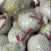 福建树熟白心奶油芭乐每日新鲜采摘发货优级果顺丰包邮