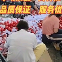 河北肥乡万亩西红柿基地