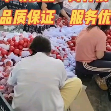 河北肥乡万亩西红柿基地