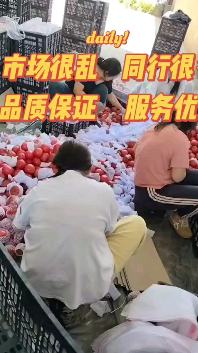 河北肥乡万亩西红柿基地