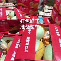 推荐哈密瓜海南蜜瓜晓蜜25哈密瓜包熟包甜实力代发