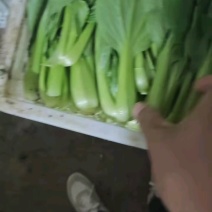 精品上海青小油菜快菜产地直供一手货源批发欢迎咨询