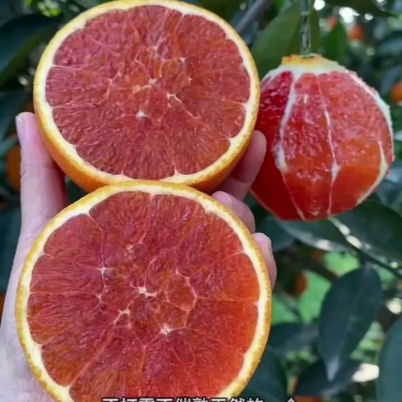 中华红果肉火红，16个糖皮薄汁足，对接电商批发市场外贸出