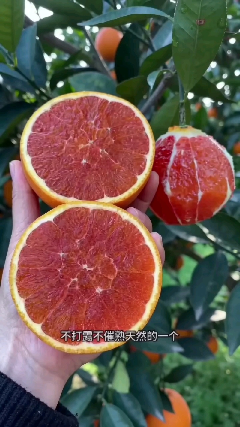 中华红果肉火红，16个糖皮薄汁足，对接电商批发市场外贸出