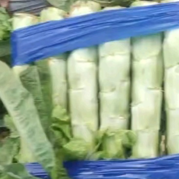 通货品质，少许裂口，**到货！