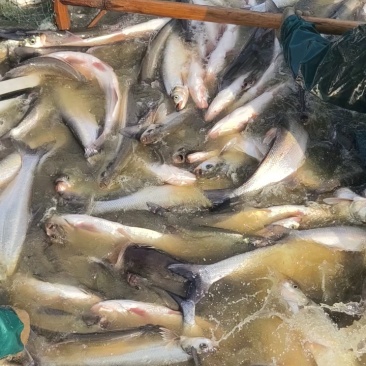 浙江翘嘴白湖州翘嘴供钓场皮毛好个头大活性高开口好存活率高
