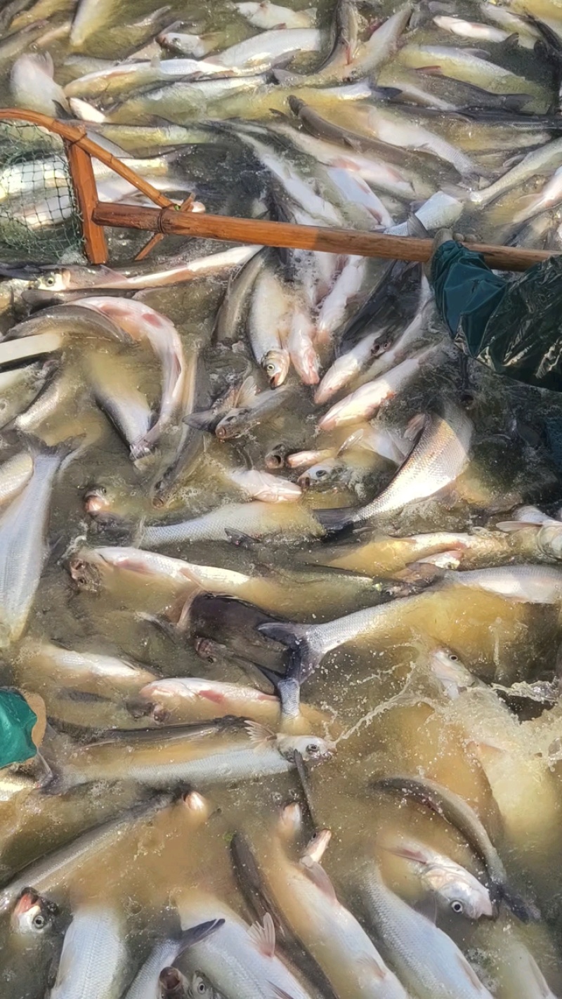 浙江翘嘴白湖州翘嘴供钓场皮毛好个头大活性高开口好存活率高