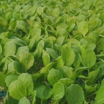 甘蓝苗包菜苗洋白菜苗黄心宣软甘蓝苗韩绿甘蓝苗