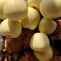 【苹果】辽宁黄元帅苹果大量供应皮薄多汁品质保证