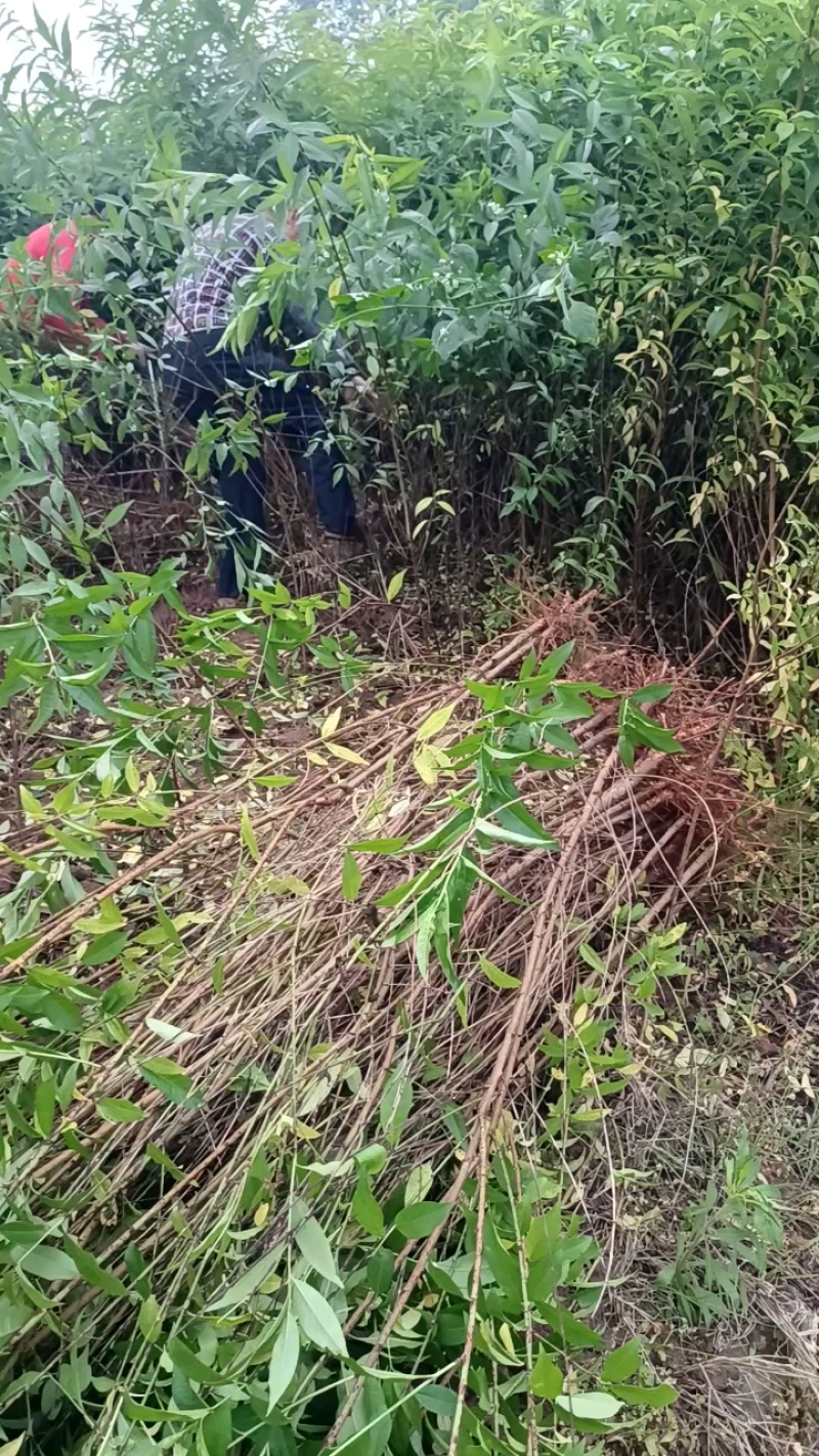 四川毛桃苗，放心苗，包成活，欢迎基地考察免费提供技术指导