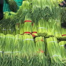 蒜苔精品红帽蒜苔大量现货，超市，电商市场支持各种包装！