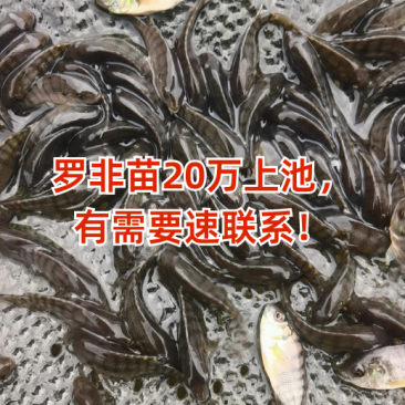 罗非海南1号/鱼苗/渔产/，现货足，支持全国各地发货，